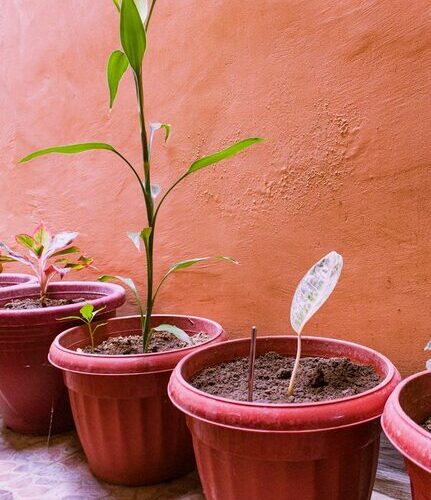 Tips for Creating a Sustainable Home Garden That Thrives Year-Round